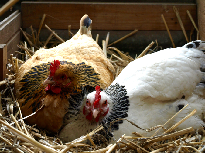 Chickens on nest