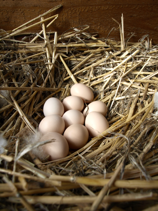 Chicken eggs in nest