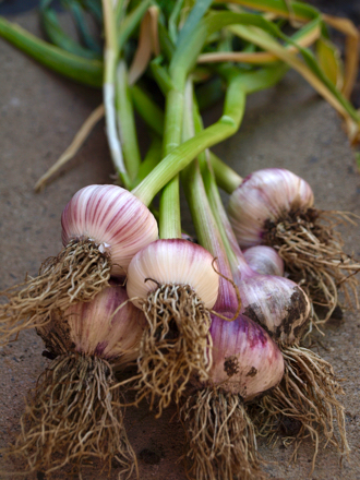 Homegrown green garlic bulbs