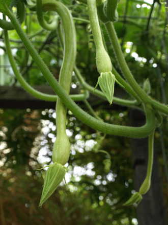Baby Tromboncino zucchini