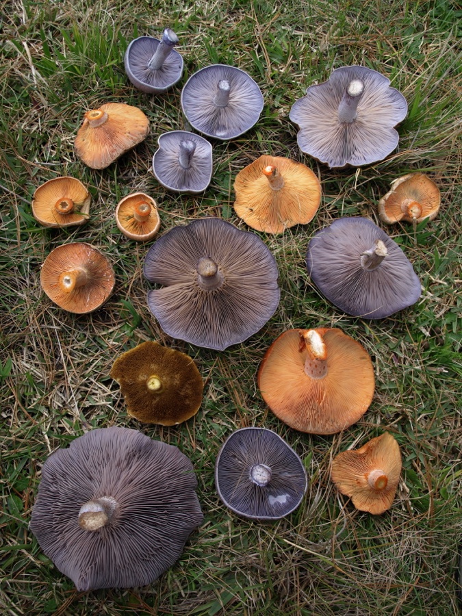 Pine mushrooms and wood blewitts