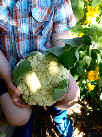 Cauliflower harvest