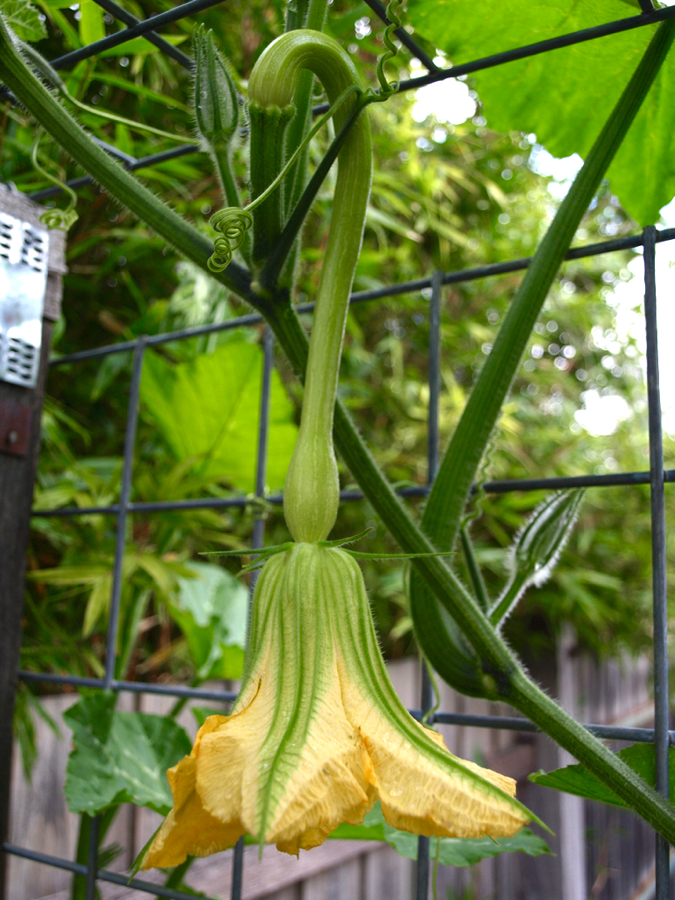 Tromboncino courgette flower