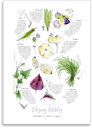 Unsung Edibles Vegetables & Herbs A2 Print