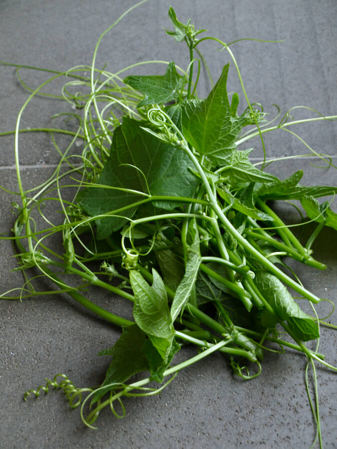 Pile of choko (chayote) shoots snipped fresh from the plant, ready for cooking