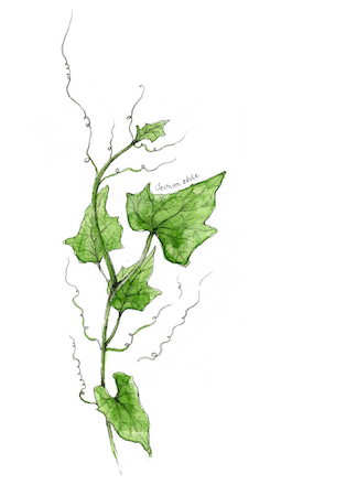 Choko (chayote) shoots – sechium edule – illustration by Alex Hotchin